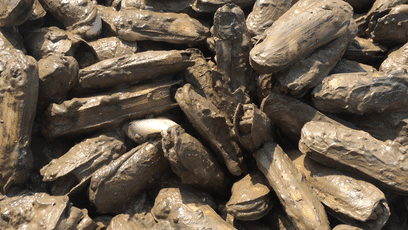 夜读|春江水暖谁先知,正是蛏子欲上时